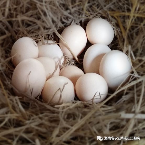 养殖幼苗土鸡技术要点_土鸡幼苗养殖技术_养殖幼苗土鸡技术视频