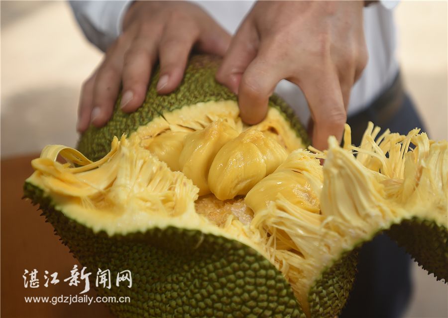 榴莲味菠萝蜜要来了！雷州试种树成功摘果！