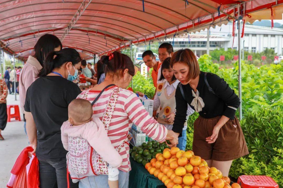 种植沙糖桔有什么要求_沙糖桔全年种植技术_沙糖桔种植技术视频