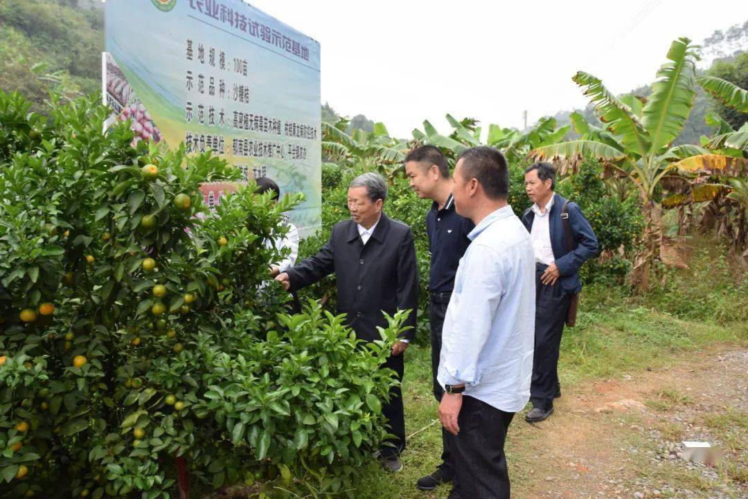 种植沙糖桔有什么要求_沙糖桔种植技术视频_沙糖桔全年种植技术