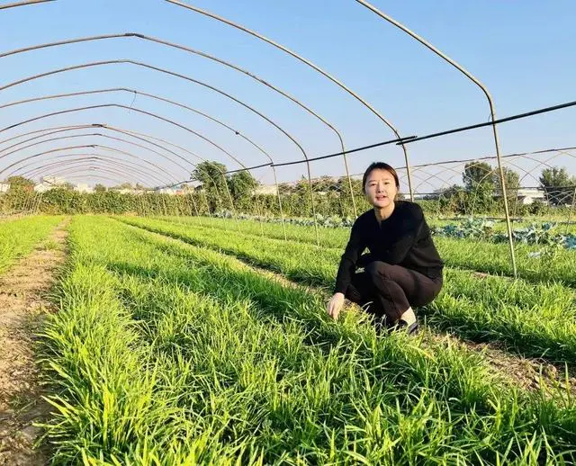 山东韭菜种植基地_山东韭菜的种植技术_韭菜种植山东技术视频