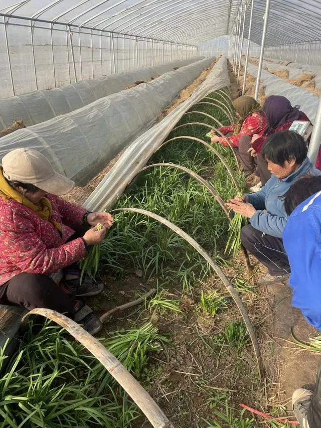 山东韭菜的种植技术_山东韭菜种植基地_韭菜种植山东技术视频