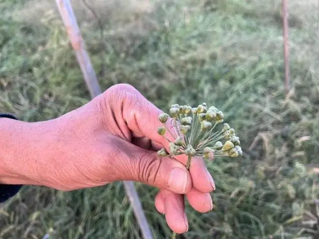 山东韭菜的种植技术_韭菜种植山东技术视频_山东韭菜种植基地