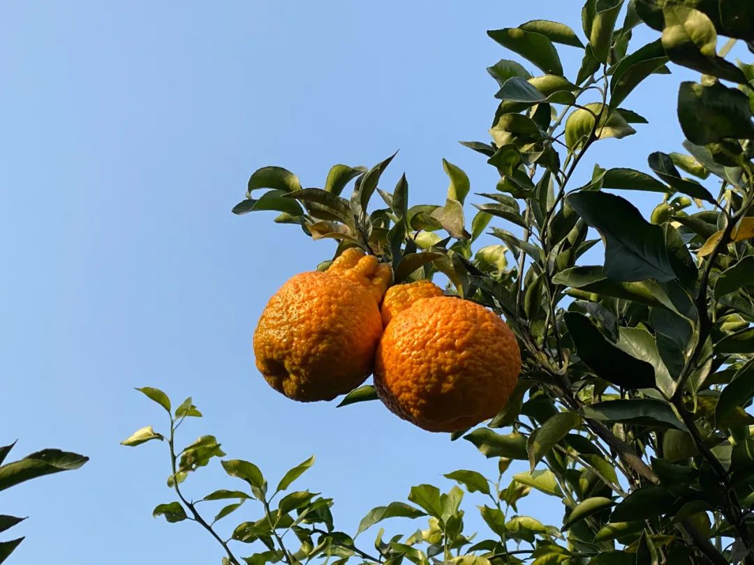 丹棱不知火 种植技术_丹棱不知火 种植技术_丹棱不知火 种植技术