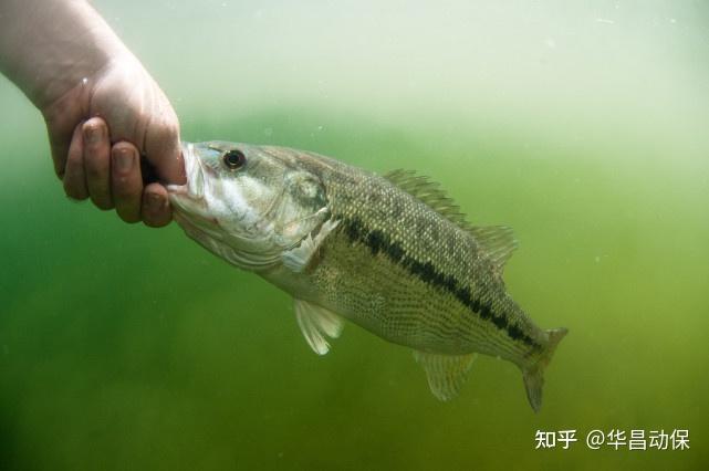 桂花养殖水花鱼苗技术与管理_桂花养殖水花鱼苗技术视频_桂花鱼苗水花养殖技术