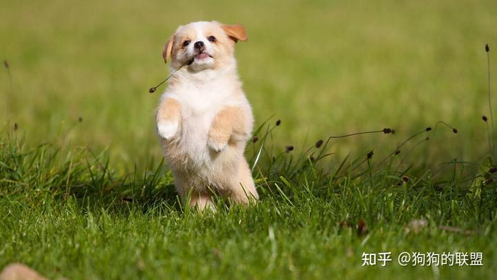 肉用犬养殖实用技术_实用犬养殖肉技术用什么材料_实用犬养殖肉技术用途有哪些