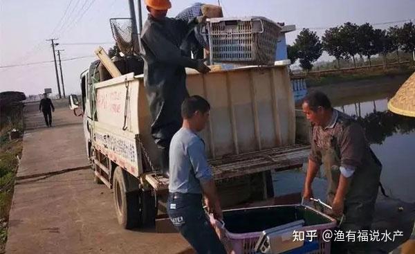 桂花鱼苗水花养殖技术_水产养殖桂花鱼_桂花养殖水花鱼苗技术与管理