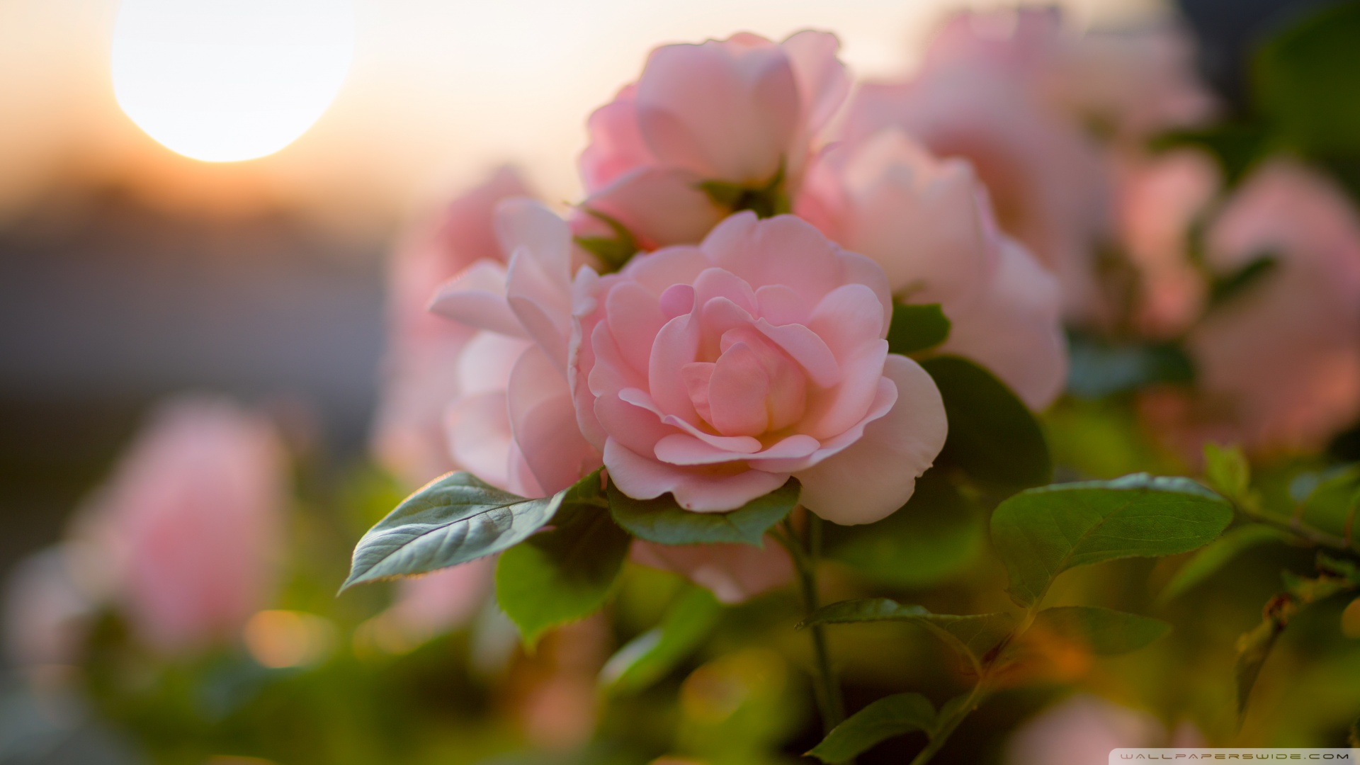 虫草花海鲜