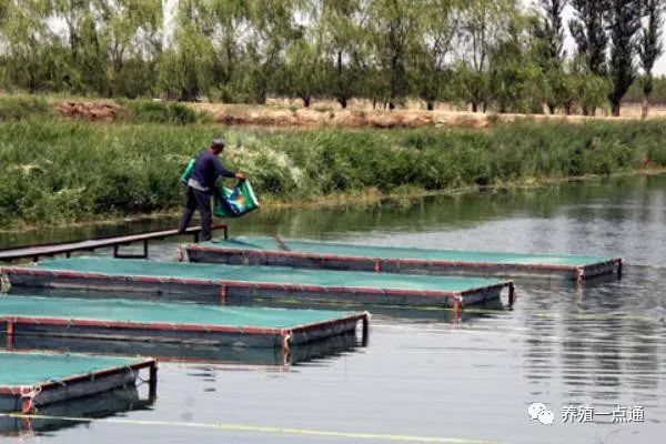 每日农经高密度养黑鱼_致富养殖高密度黑鱼视频_致富经高密度养殖黑鱼