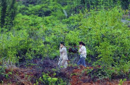 营养土厂家直销_营养土赚钱吗_致富经 营养土