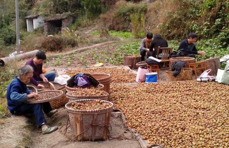 营养土厂家直销_营养土赚钱吗_致富经 营养土