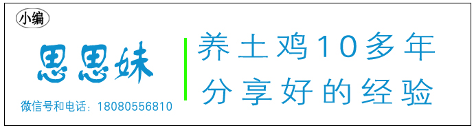 养殖幼苗土鸡技术要求_土鸡幼苗养殖技术_如何饲养土鸡苗