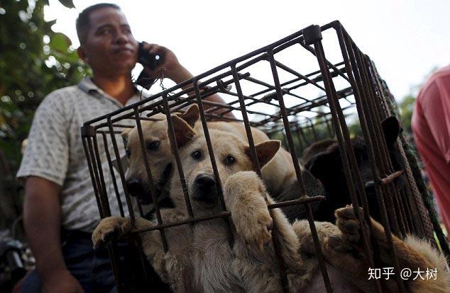 肉用犬养殖实用技术_实用犬养殖肉技术用途有哪些_养殖肉食用犬