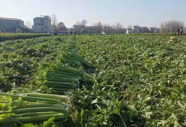 土地流转种植致富项目_土地流转致富案例_致富流转种植土地项目有哪些