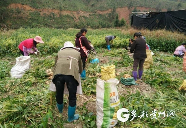 欧顺营的生姜种植致富路