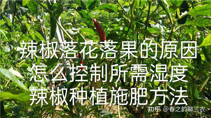 辣椒落花落果的原因，怎么控制所需湿度，辣椒种植施肥方法