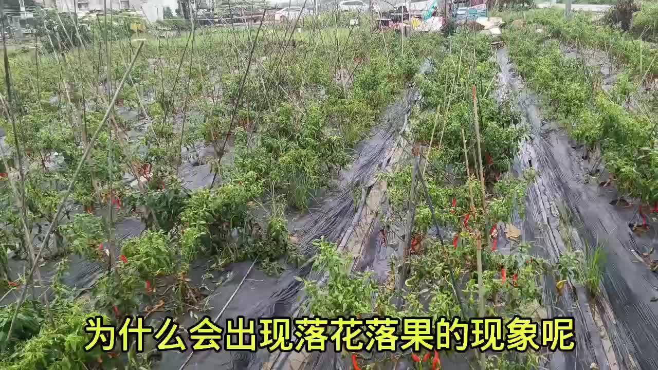 辣椒种植树技术与管理_辣椒树怎么种植技术_辣椒种植树技术要点