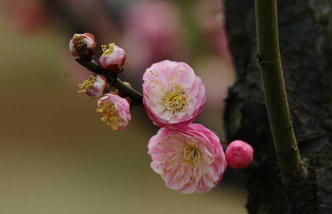 盆栽梅花怎么养