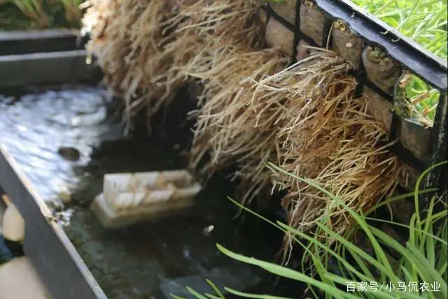 韭菜种植山东技术视频_韭菜种植山东技术与管理_山东韭菜的种植技术