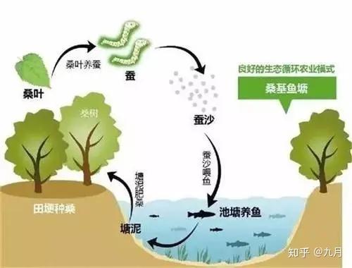 黄粉虫养殖价格_河北养殖黄粉虫致富_山东养殖黄粉虫