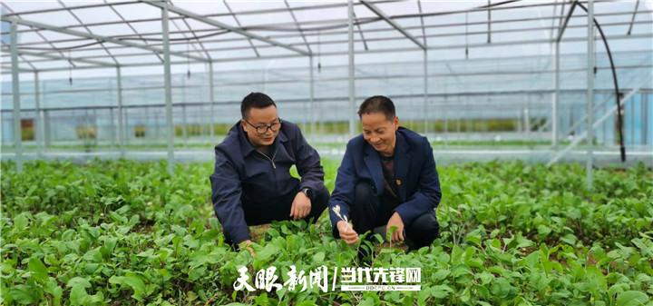 「四新四化蹲点采访」播州茶元村：“蔬”写一本“致富经”