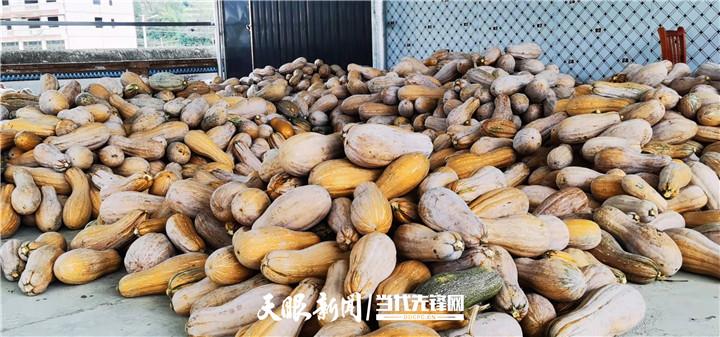 种植红菜苔致富_种植红菜苔经济效益_种红菜苔的效益