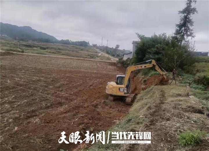 种植红菜苔经济效益_种植红菜苔致富_种红菜苔的效益