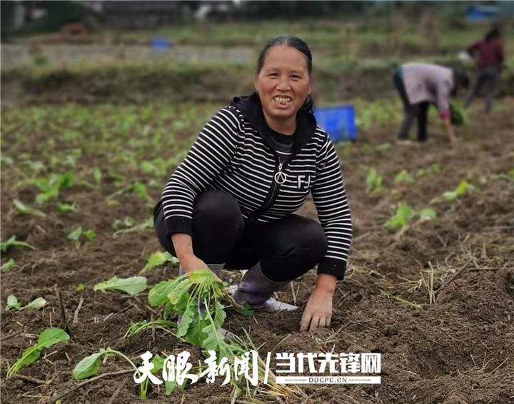 种红菜苔的效益_种植红菜苔经济效益_种植红菜苔致富