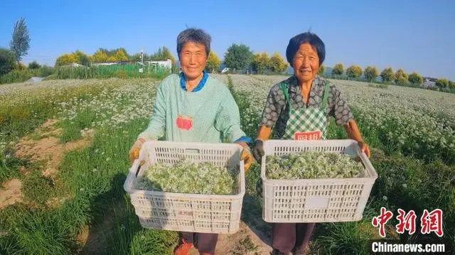 河北武邑调整种植结构 逾3000亩韭菜助农增收