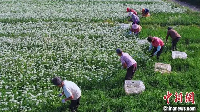 山东韭菜的种植技术_山东韭菜怎么种_韭菜种植山东技术视频