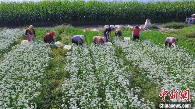 韭菜种植山东技术视频_山东韭菜的种植技术_山东韭菜怎么种