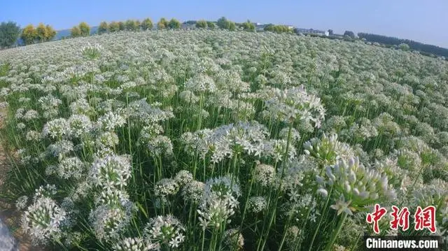 韭菜种植山东技术视频_山东韭菜的种植技术_山东韭菜怎么种