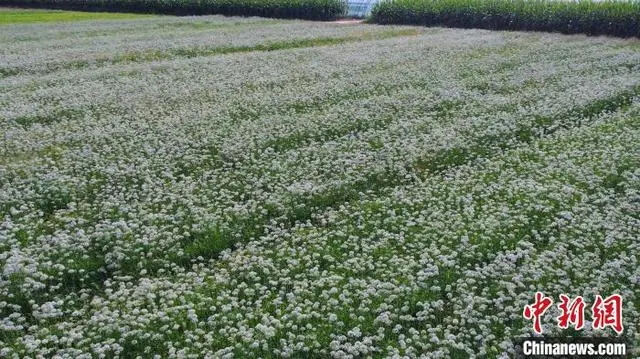 山东韭菜怎么种_韭菜种植山东技术视频_山东韭菜的种植技术