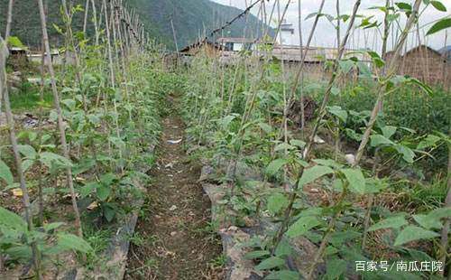 致富经 营养土_营养土赚钱吗_营养土厂家直销