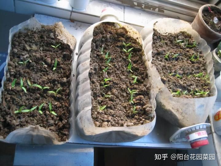 辣椒种植树技术视频_辣椒树怎么种植技术_辣椒树苗怎么种