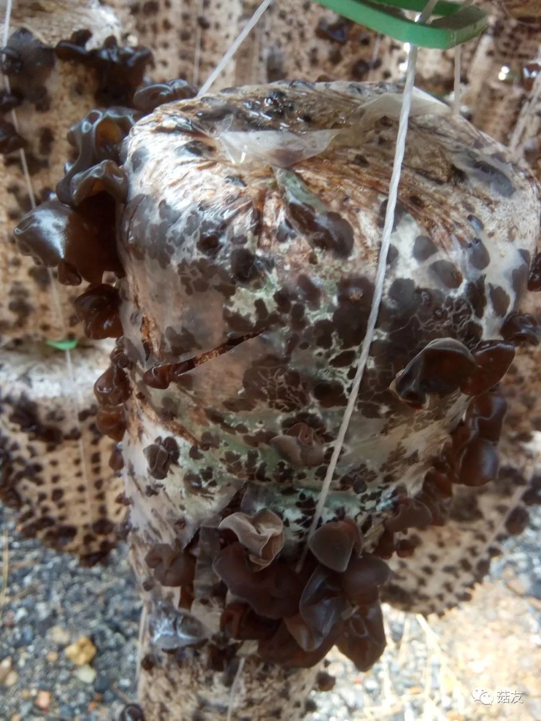 木耳种植需要什么条件_种植木耳技术应该注意哪些_木耳种植流程