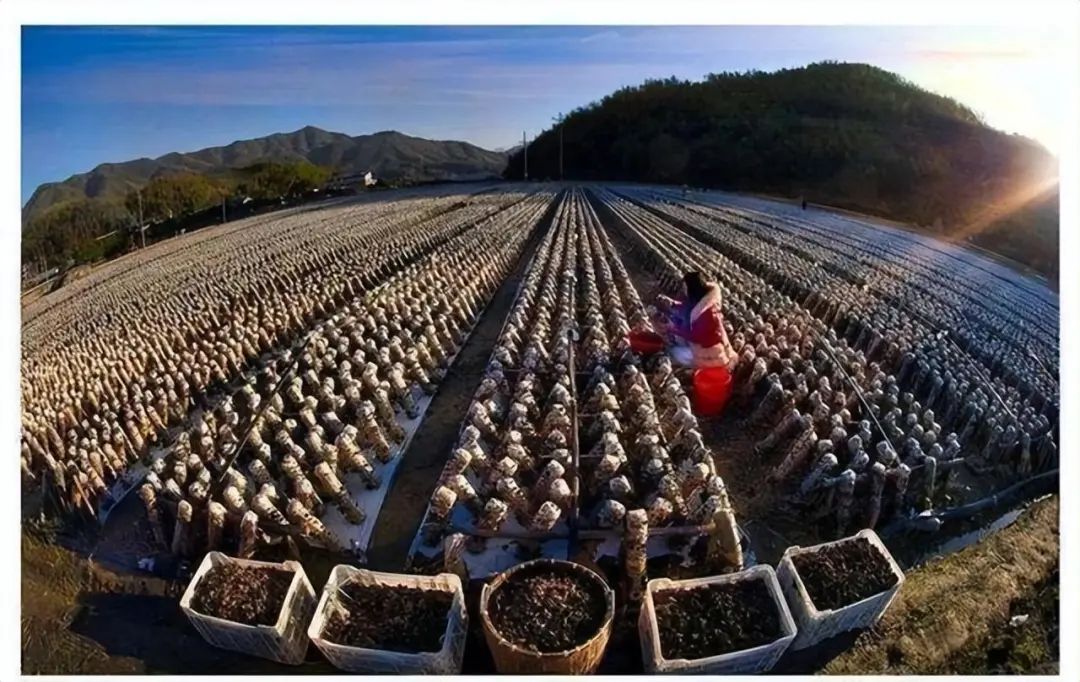 木耳是如何种植的？实际上没有你想的那么复杂！详细技术来了