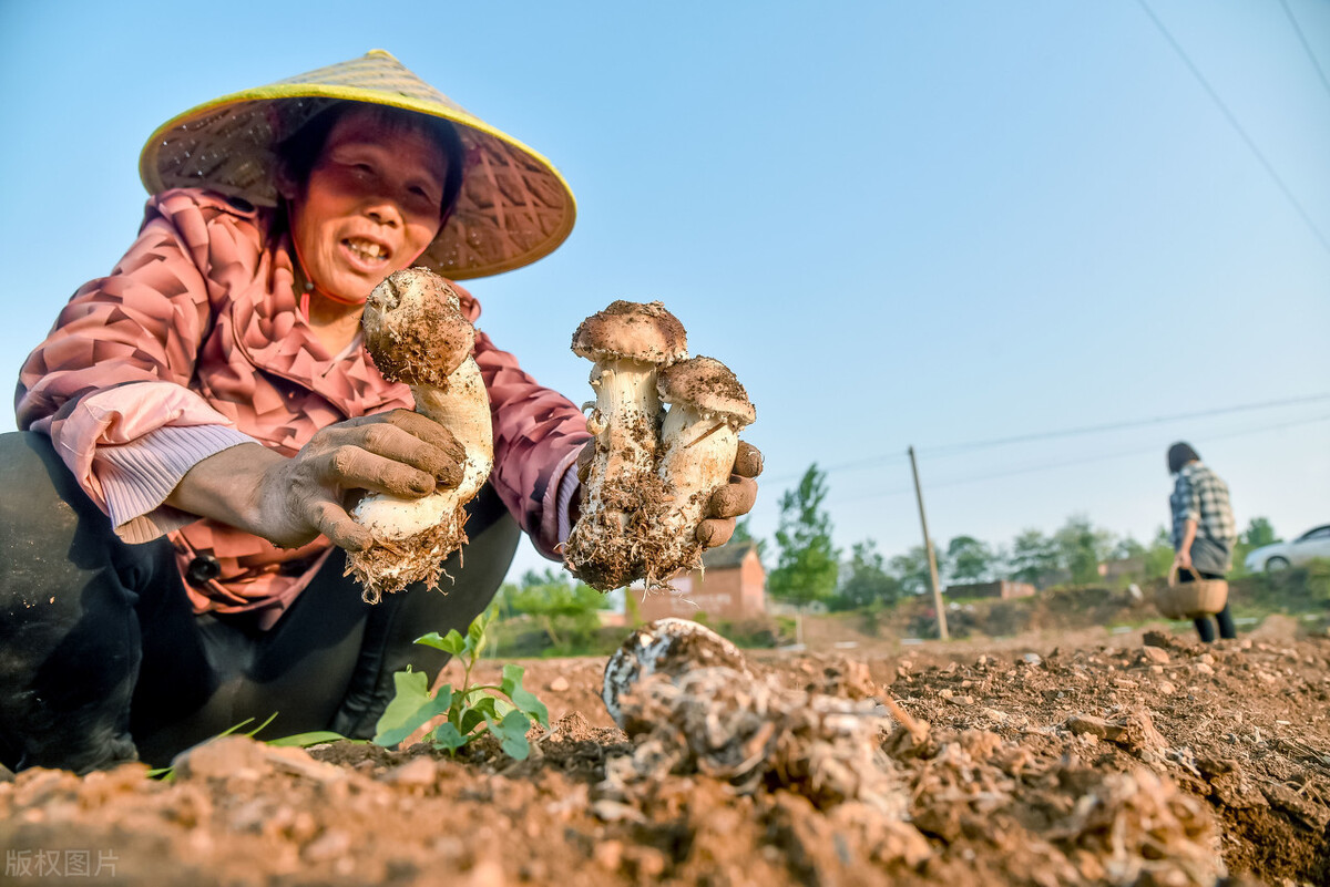 农村种植什么不愁销路（致富经一亩地赚三十万）-第3张图片-腾赚网