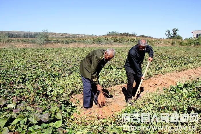 府谷黄甫段寨村村民种出神奇的“香蕉”红薯，打开致富路！