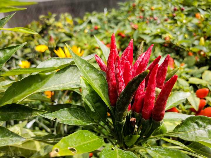 辣椒树怎么种植技术_辣椒树种植方法如下_辣椒种植树技术要点