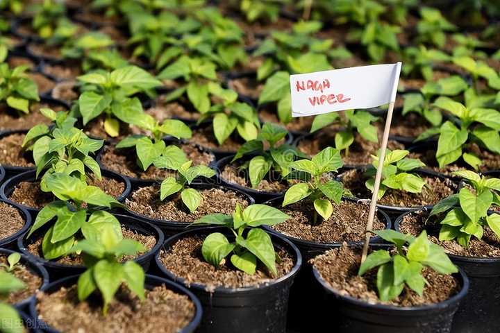 辣椒种植树技术要点_辣椒树种植方法如下_辣椒树怎么种植技术