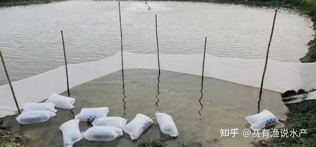 加州鲈鱼循环水养殖技术_循环水养殖加州鲈可行吗_加州鲈鱼养殖技术视频