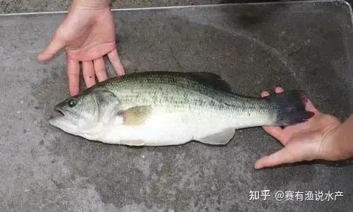 加州鲈鱼循环水养殖技术_循环水养殖加州鲈可行吗_加州鲈鱼养殖技术视频