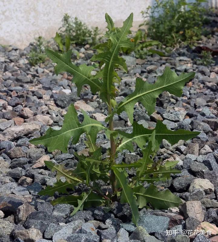 越冬莴苣种植技术视频_越冬莴笋种植技术视频_莴苣冬季种植技术