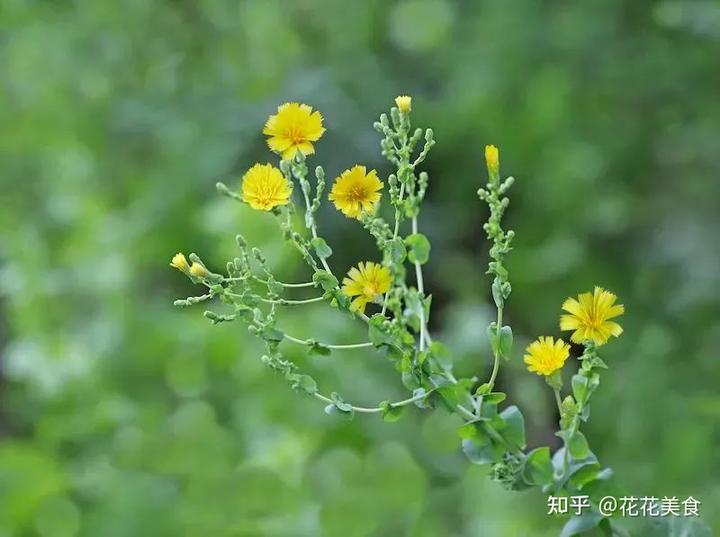 莴苣冬季种植技术_越冬莴笋种植技术视频_越冬莴苣种植技术视频