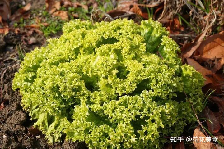 莴苣冬季种植技术_越冬莴笋种植技术视频_越冬莴苣种植技术视频