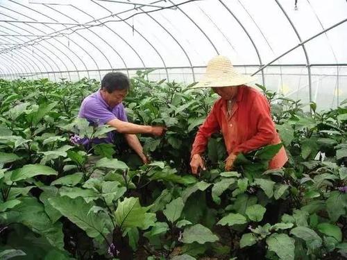 农业视频种植技术_现代农业视频种植技术_农业种植视频大全