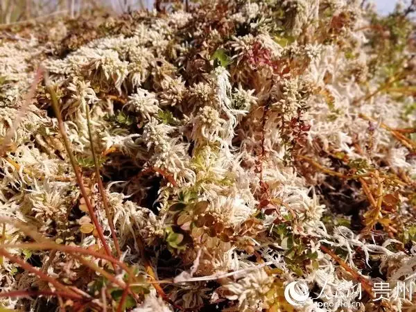 致富花草种植人员名单_种植花草致富的人_种花致富选什么品种