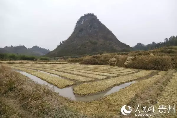 种花致富选什么品种_致富花草种植人员名单_种植花草致富的人