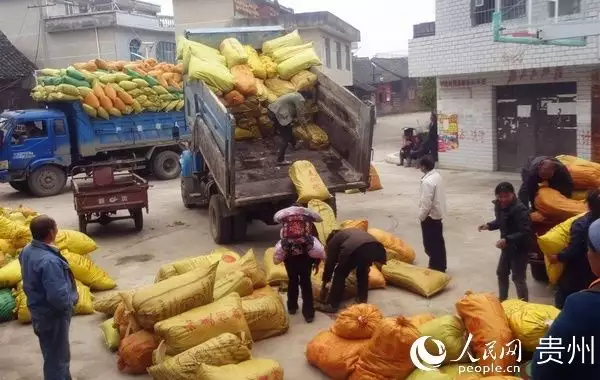 种花致富选什么品种_致富花草种植人员名单_种植花草致富的人